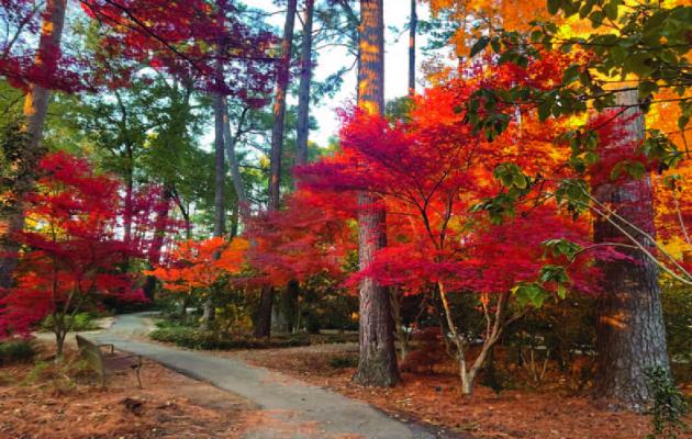 Fall foilage showing off in bright display, despite drought