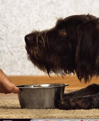 Pet Talk