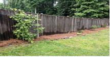 Sabine County Master Gardener’s present June garden tasks