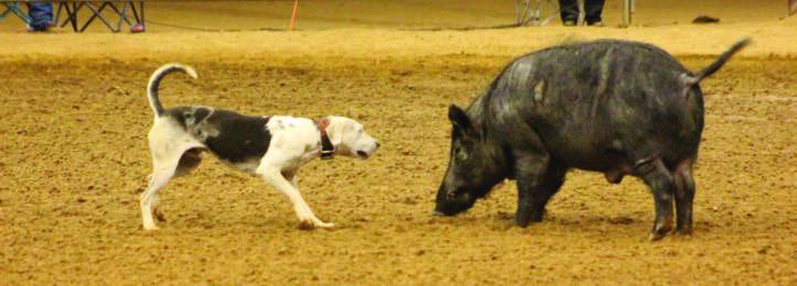 Goose the 4 time world champion at the rodeo...