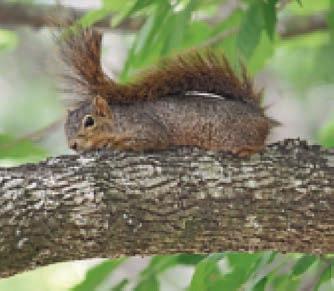 The Nervous Squirrel