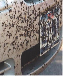 Those demon little bugs
