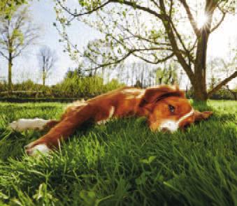 Pet Talk