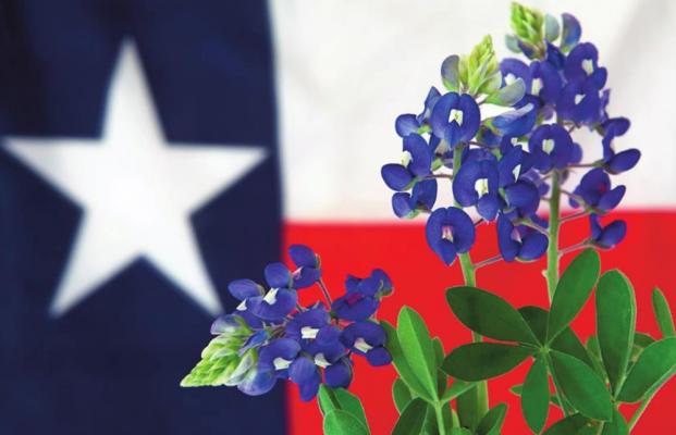 Bluebonnet State