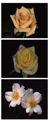 2023 American Rose Society Award-winning Roses revealed