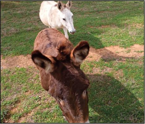 The Spring Squirrel Dance of the Donkeys