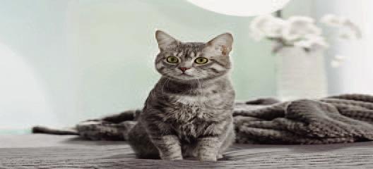 Pet Talk