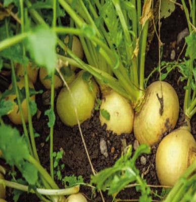 Master Gardners set up New Year check