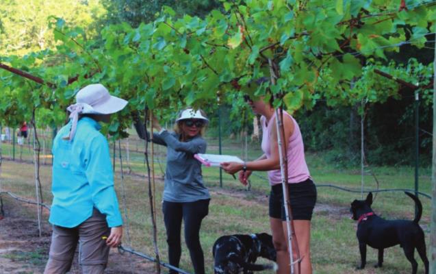 Harvesting the Grapes...