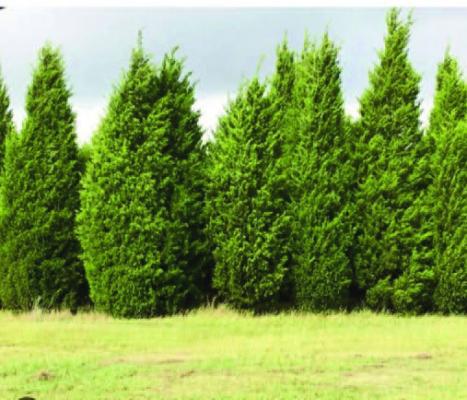 ABOUT CEDAR TREES