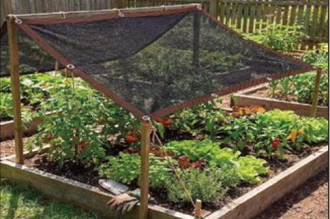 Helping your Garden n survive the Texas heat